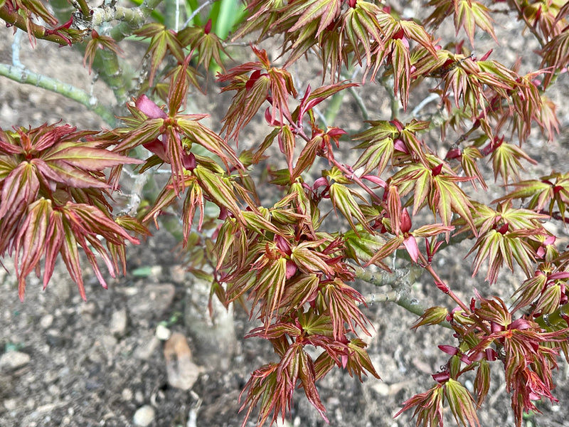 - Acer palmatum 'Koi' Dwarf Japanese Maple - Mr Maple │ Buy Japanese Maple Trees