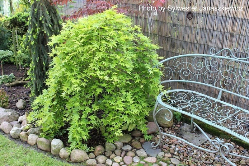 - Acer palmatum 'Ryusen' Japanese Maple - Mr Maple │ Buy Japanese Maple Trees
