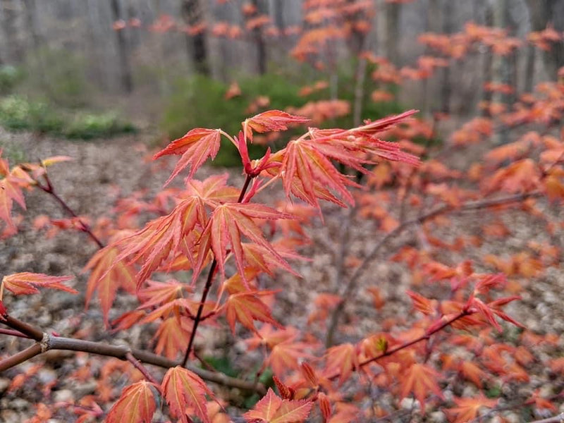 - Acer palmatum 'Kristin's Star' Japanese Maple - Mr Maple │ Buy Japanese Maple Trees