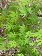 - Acer palmatum 'Fountain of Youth' Japanese Maple - Mr Maple │ Buy Japanese Maple Trees