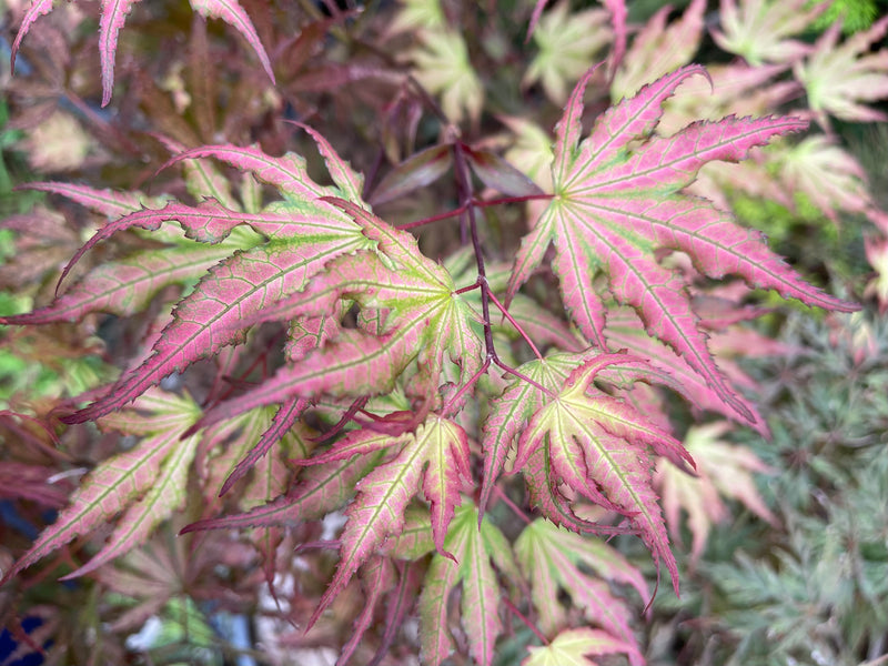 - Acer palmatum 'Firefly' Japanese Maple - Mr Maple │ Buy Japanese Maple Trees