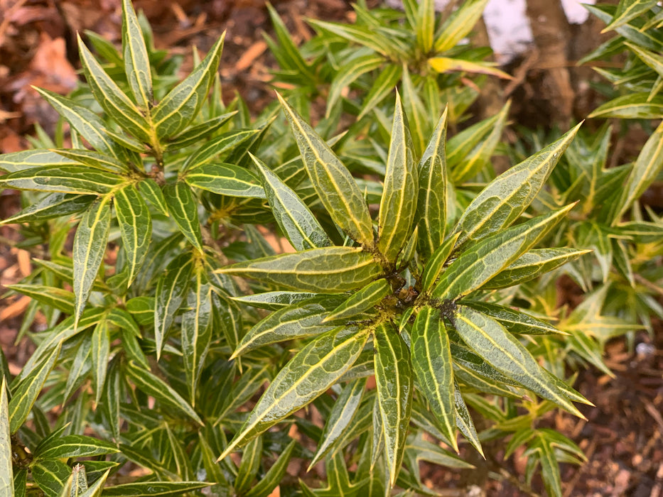Osmanthus heterophyllus 'Sasaba' Spiky Fragrant Tea Olive