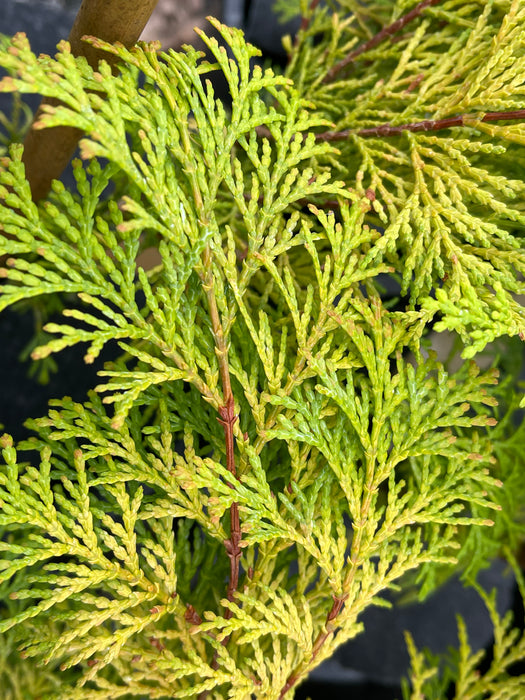 Chamaecyparis obtusa 'Kerdalo' Dwarf Hinoki Cypress
