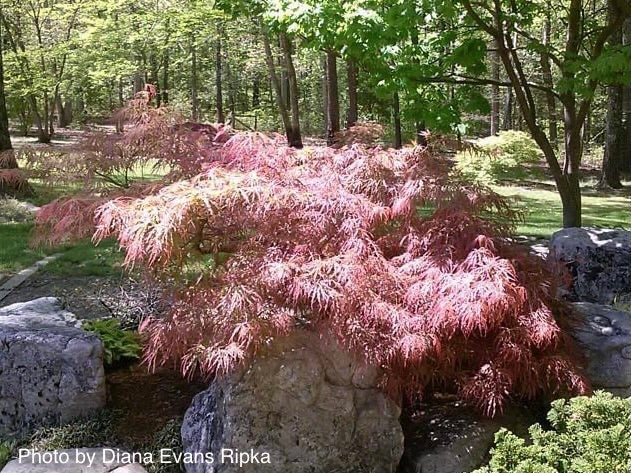 Acer palmatum 'Pink Lace' Weeping Japanese Maple