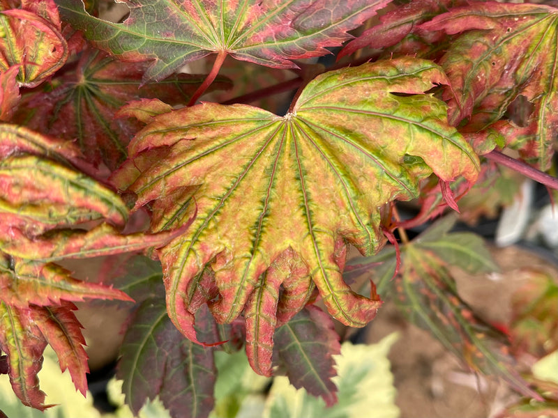 - Acer palmatum x 'Purple Curl' Japanese Maple - Mr Maple │ Buy Japanese Maple Trees