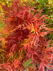 - Acer palmatum 'Green Strap' Rare Japanese Maple - Mr Maple │ Buy Japanese Maple Trees