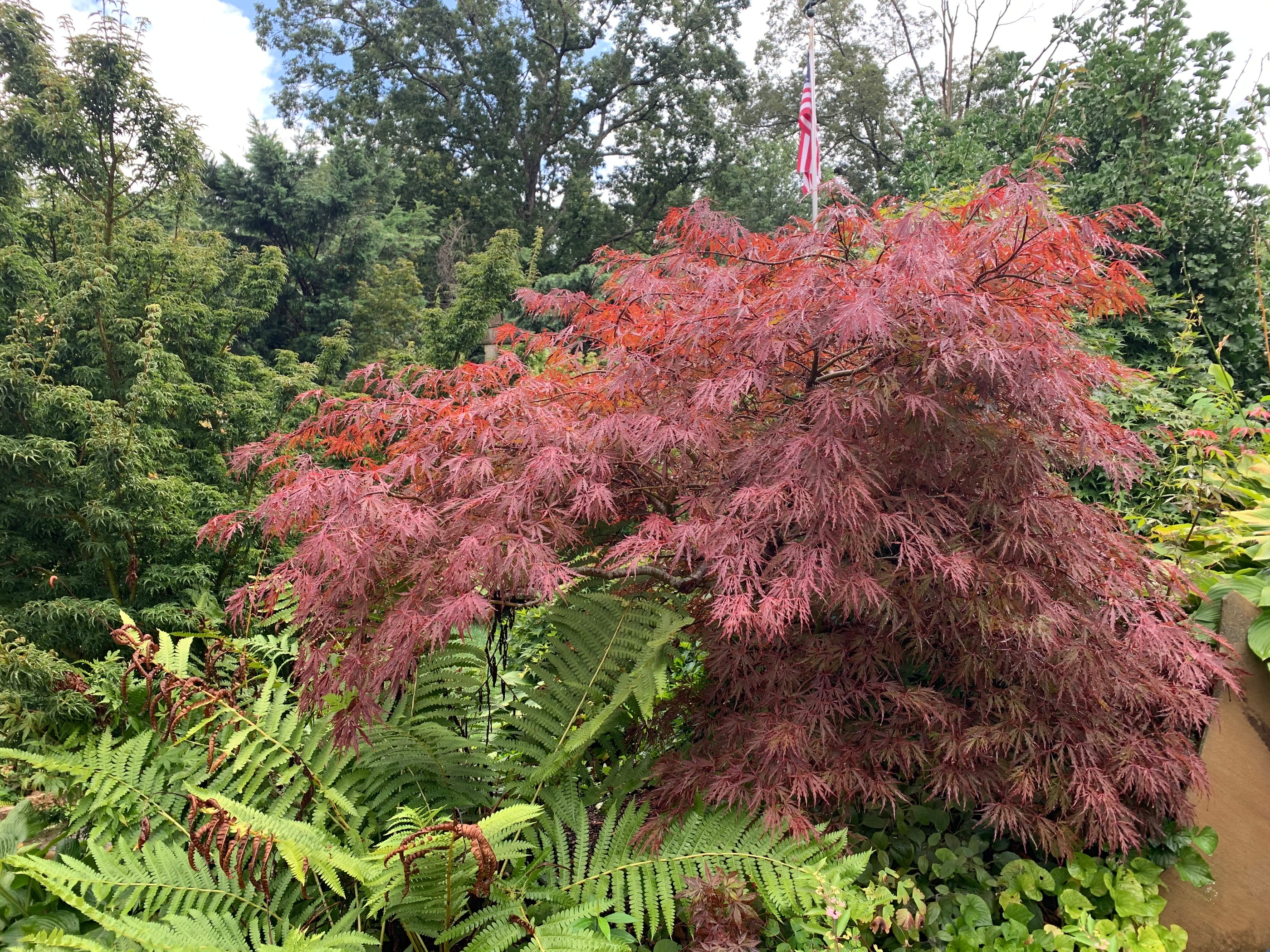 Buy Acer palmatum dissectum 'Red Dragon' Dwarf Japanese Maple — Mr ...