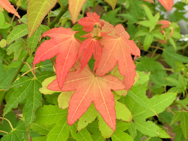 - Acer oliverianum 'Hot Blonde' Golden Japanese Maple - Mr Maple │ Buy Japanese Maple Trees