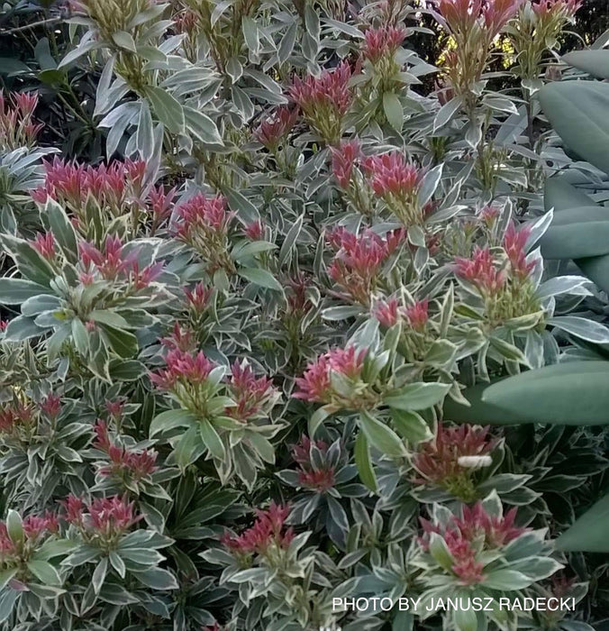 Pieris japonica 'Variegata' Flowering Japanese andromeda