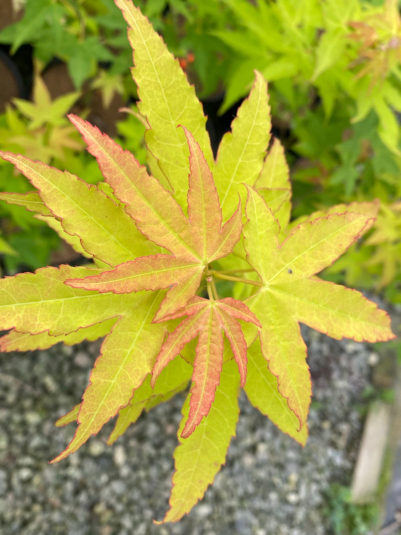 - Acer oliverianum 'Hot Blonde' Golden Japanese Maple - Mr Maple │ Buy Japanese Maple Trees