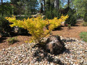 - Acer palmatum 'Alan's Gold' Pinebark Japanese Maple - Mr Maple │ Buy Japanese Maple Trees