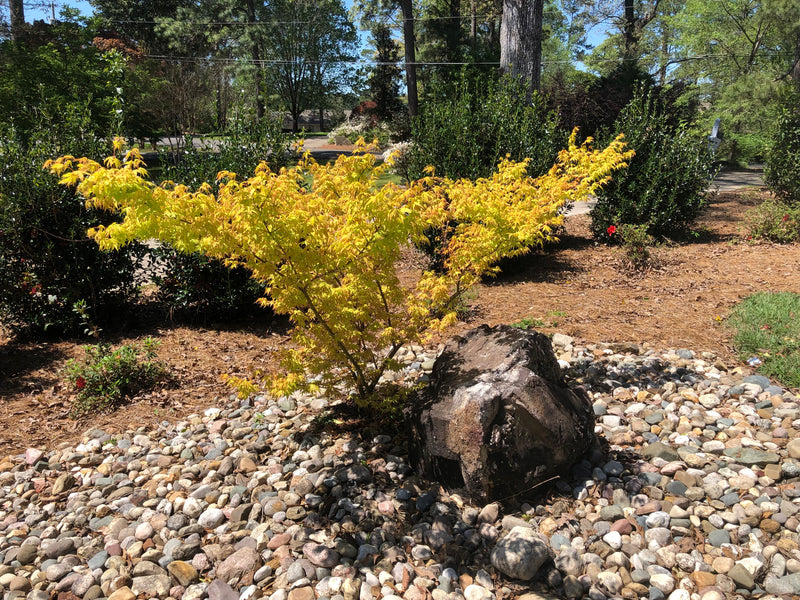 - Acer palmatum 'Alan's Gold' Pinebark Japanese Maple - Mr Maple │ Buy Japanese Maple Trees