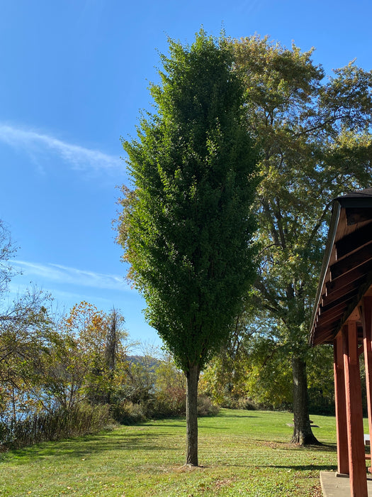Ginkgo biloba 'Grindstone' Columnar Male Ginkgo Tree