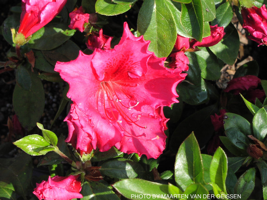 Azalea 'Katherine Allison’ Red Flowering Aromi Azalea