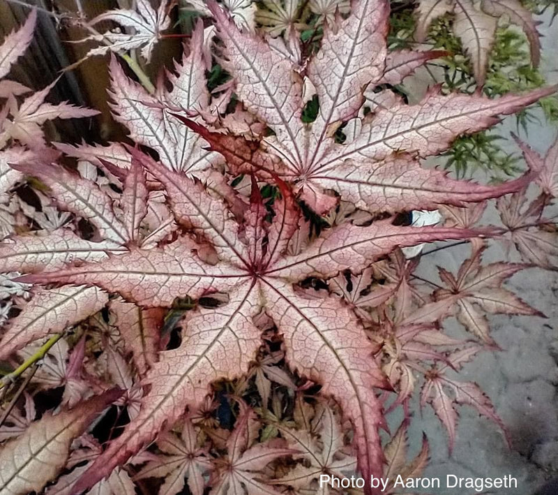 - Acer palmatum 'Celebration' Japanese Maple - Mr Maple │ Buy Japanese Maple Trees