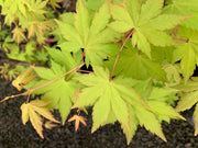 - Acer palmatum 'Dragon Master' Golden Weeping Japanese Maple - Mr Maple │ Buy Japanese Maple Trees