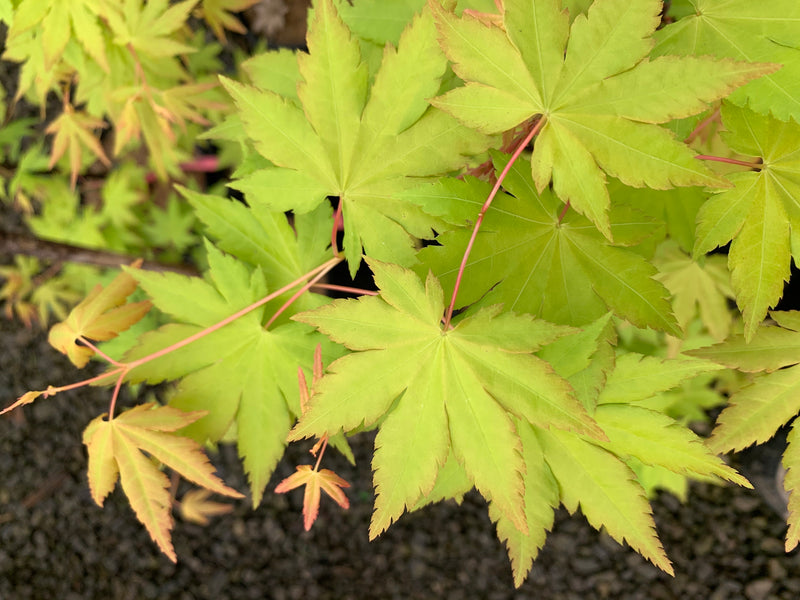 - Acer palmatum 'Dragon Master' Golden Weeping Japanese Maple - Mr Maple │ Buy Japanese Maple Trees