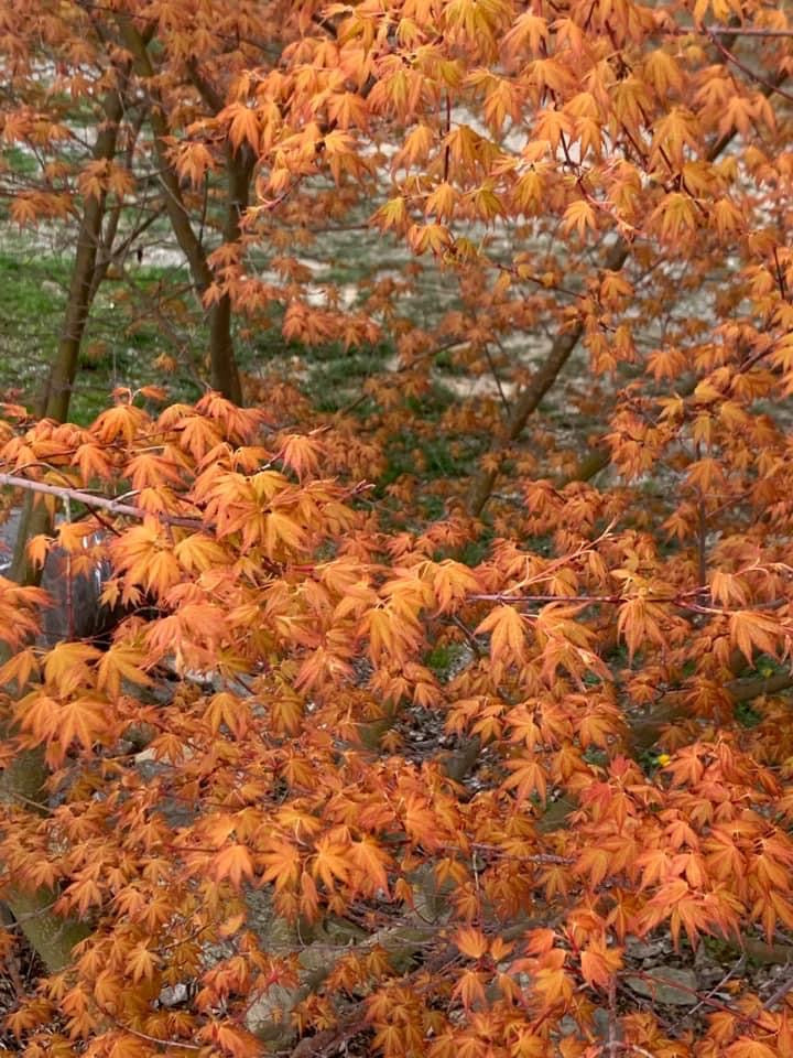 - Acer palmatum 'Kristin's Star' Japanese Maple - Mr Maple │ Buy Japanese Maple Trees