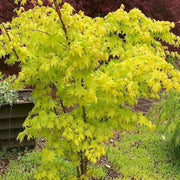 - Acer palmatum 'Summer Gold' Japanese Maple - Mr Maple │ Buy Japanese Maple Trees