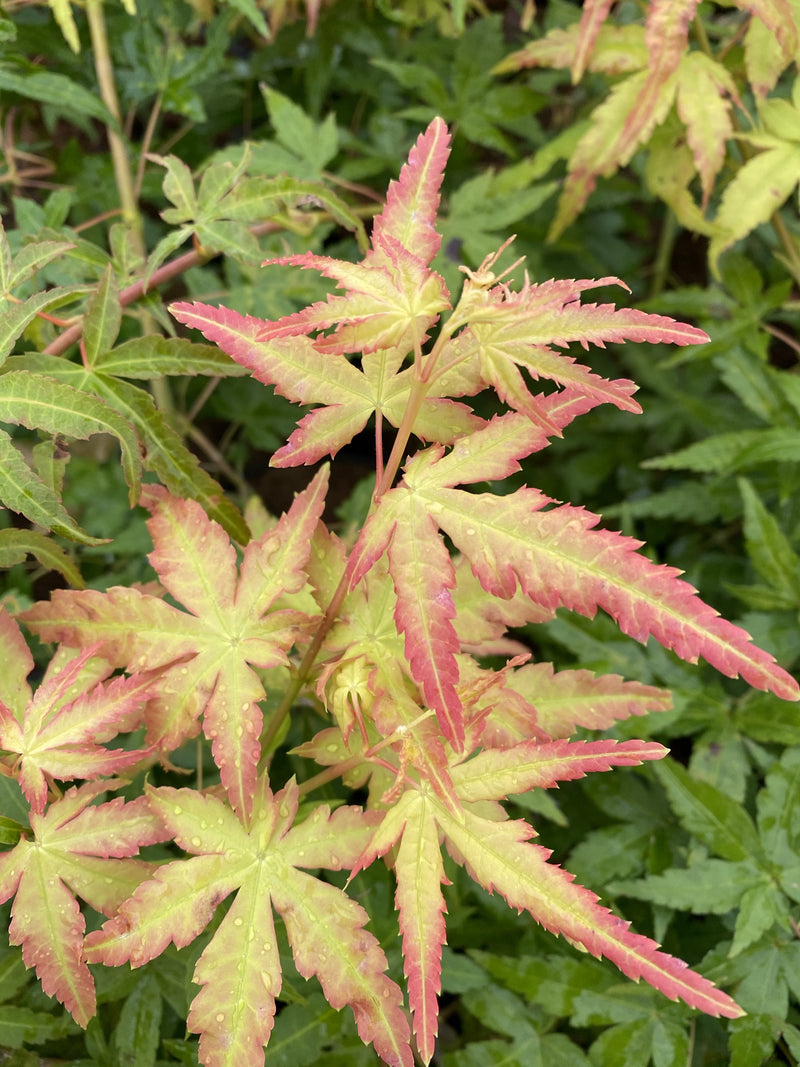 - Acer palmatum 'Golden Falls' Weeping Golden Japanese Maple - Mr Maple │ Buy Japanese Maple Trees