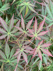 - Acer shirasawanum 'Bronze Age' Bronze Full Moon Japanese Maple - Mr Maple │ Buy Japanese Maple Trees