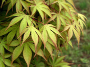 - Acer palmatum 'Osakazuki' Japanese Maple - Mr Maple │ Buy Japanese Maple Trees
