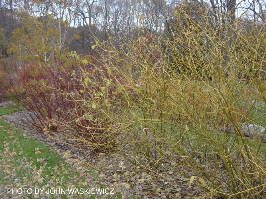 Cornus alba ‘Bud’s Yellow’ Yellow Twig Dogwood