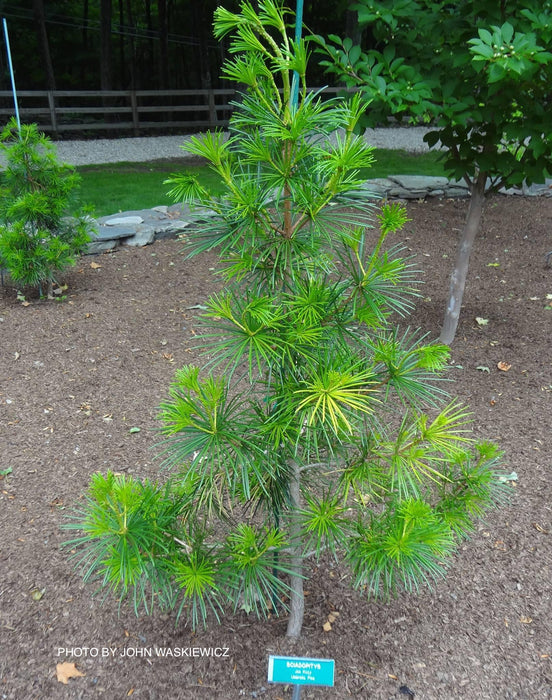 Sciadopitys verticillata 'Joe Kozey' Japanese Umbrella Pine Tree