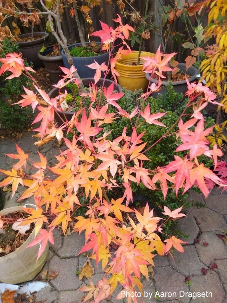 - Acer oliverianum 'Hot Blonde' Golden Japanese Maple - Mr Maple │ Buy Japanese Maple Trees