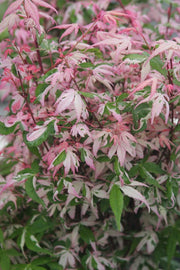 - Acer palmatum 'Ilarian' Japanese Maple - Mr Maple │ Buy Japanese Maple Trees