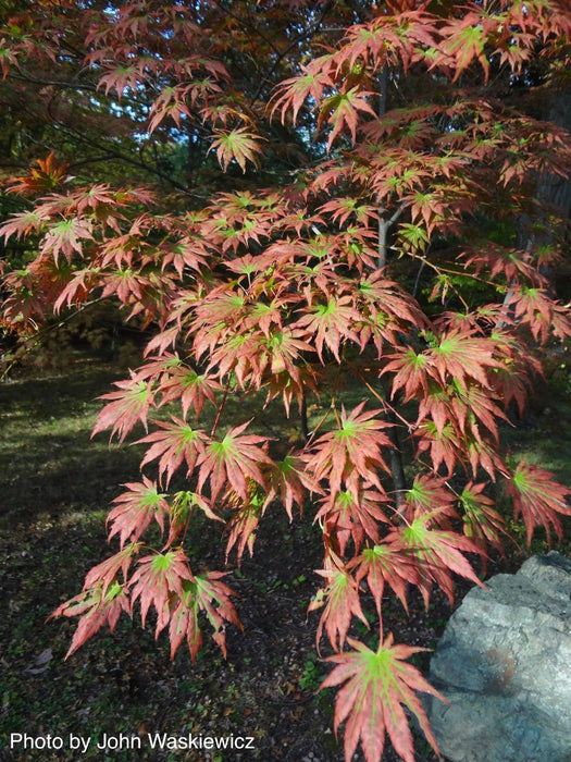 Acer shirasawanum 'Palmatifolium' Full Moon Japanese Maple