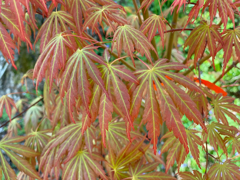 - Acer shirasawanum 'Bronze Age' Bronze Full Moon Japanese Maple - Mr Maple │ Buy Japanese Maple Trees