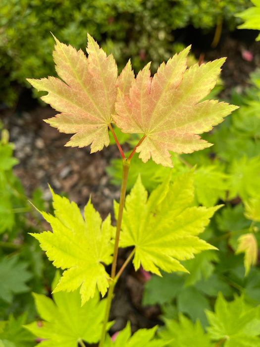 Acer pseudosieboldianum ssp takesimense Wild Collected Maple