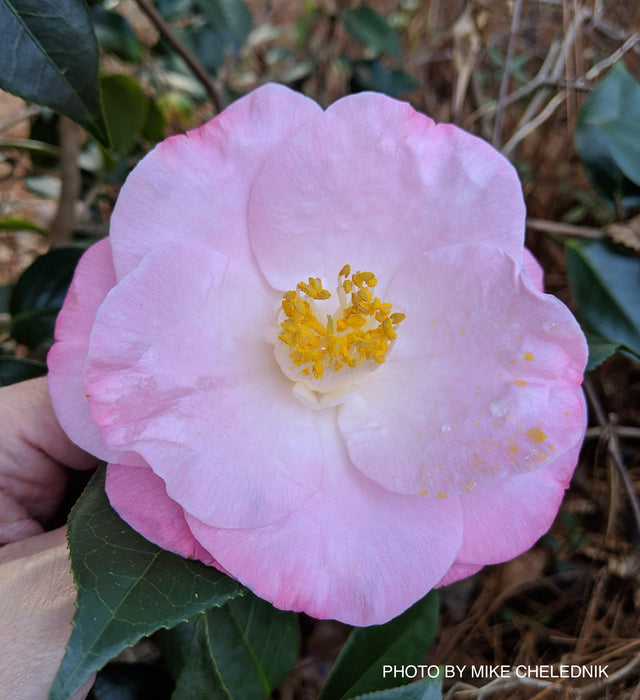 Camellia japonica 'April Remembered' Double Pink Camellia