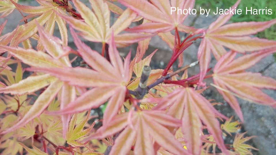 Acer palmatum 'Kawahara Rose' Japanese Maple