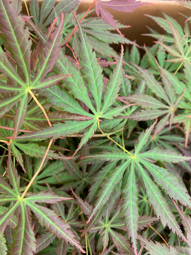 - Acer shirasawanum 'Bronze Age' Bronze Full Moon Japanese Maple - Mr Maple │ Buy Japanese Maple Trees