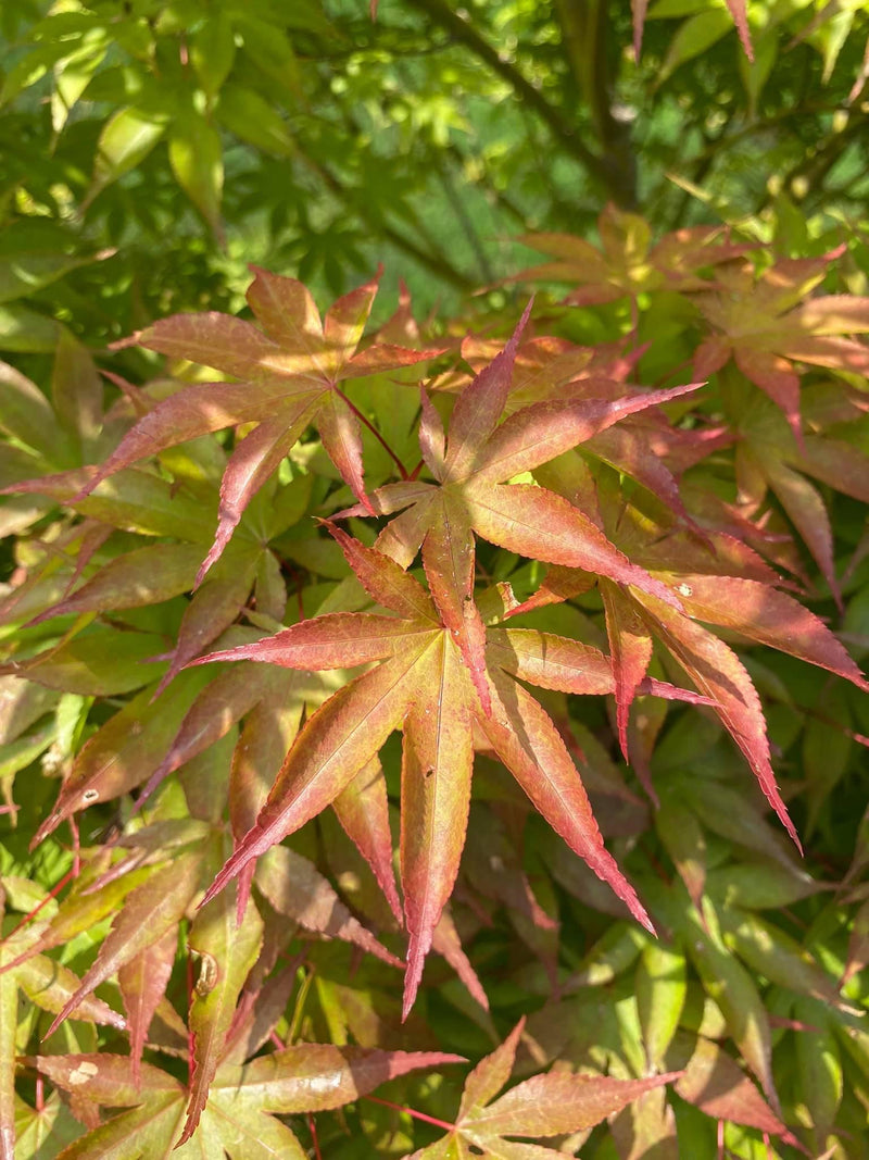 - Acer palmatum 'Osakazuki' Japanese Maple - Mr Maple │ Buy Japanese Maple Trees