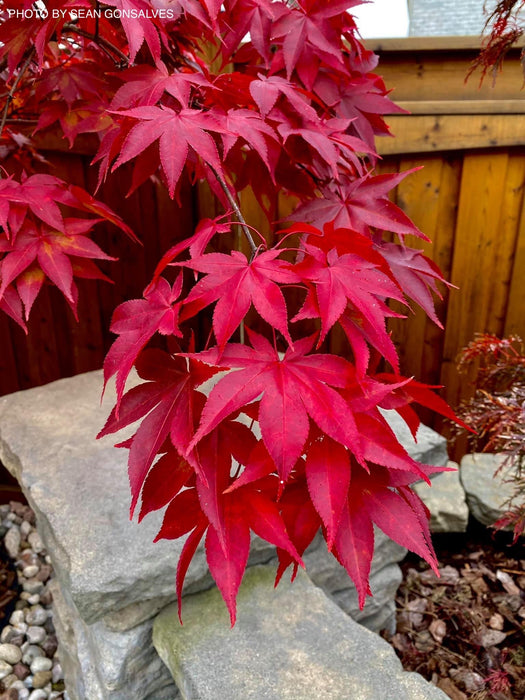 FOR PICKUP ONLY | Acer palmatum 'Fireglow' Japanese Maple | DOES NOT SHIP