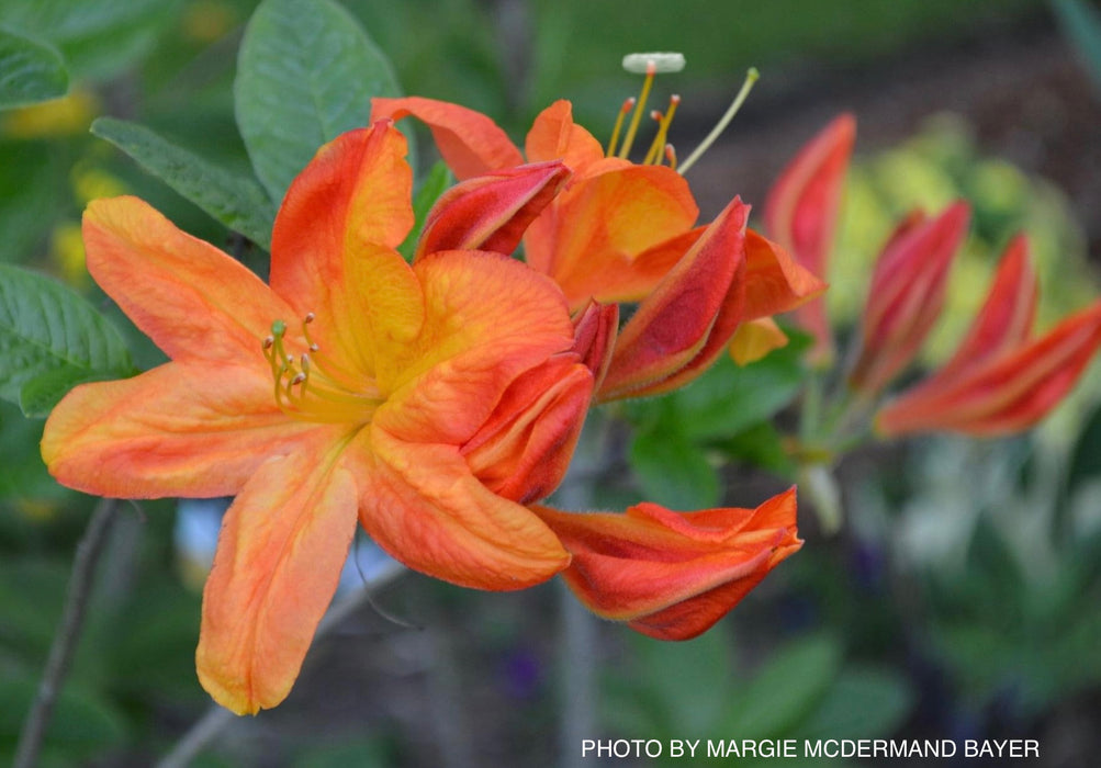 Azalea 'Arneson Gem’ Yellow Orange Flowers Deciduous Azalea