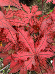 - Acer palmatum 'Dark Knight' Japanese Maple - Mr Maple │ Buy Japanese Maple Trees