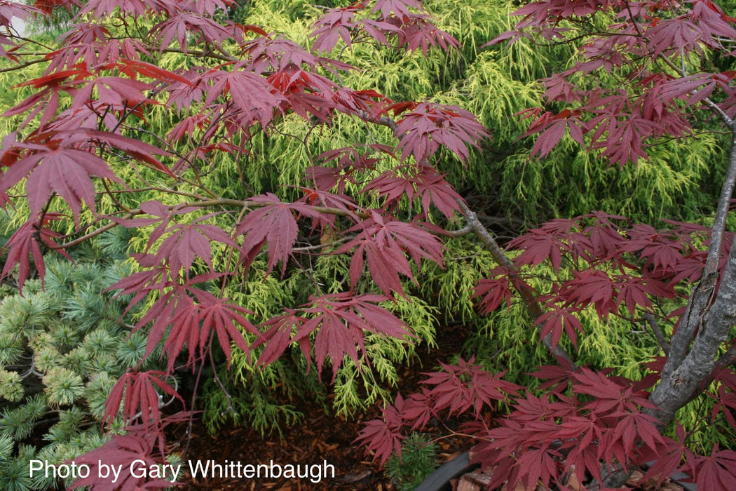 Buy Acer palmatum 'Burgundy Lace' Japanese Maple — Mr Maple │ Buy