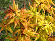 - Acer palmatum 'Japanese Princess' Dwarf Japanese Maple - Mr Maple │ Buy Japanese Maple Trees
