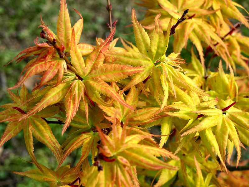 - Acer palmatum 'Japanese Princess' Dwarf Japanese Maple - Mr Maple │ Buy Japanese Maple Trees