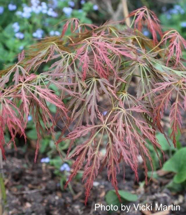 Acer palmatum 'Bronzewing’ Laceleaf Japanese Maple