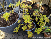 - Acer palmatum 'Dragon Master' Golden Weeping Japanese Maple - Mr Maple │ Buy Japanese Maple Trees