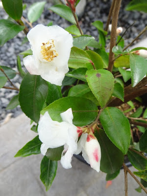 Camellia x 'Elina Cascade' Hardy White Flowering Camellia