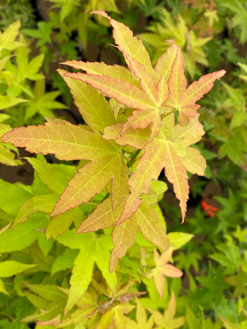 - Acer oliverianum 'Hot Blonde' Golden Japanese Maple - Mr Maple │ Buy Japanese Maple Trees