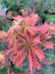 - Acer palmatum 'Orion' Dwarf Red Japanese Maple - Mr Maple │ Buy Japanese Maple Trees