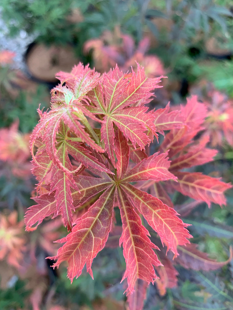 - Acer palmatum 'Orion' Dwarf Red Japanese Maple - Mr Maple │ Buy Japanese Maple Trees