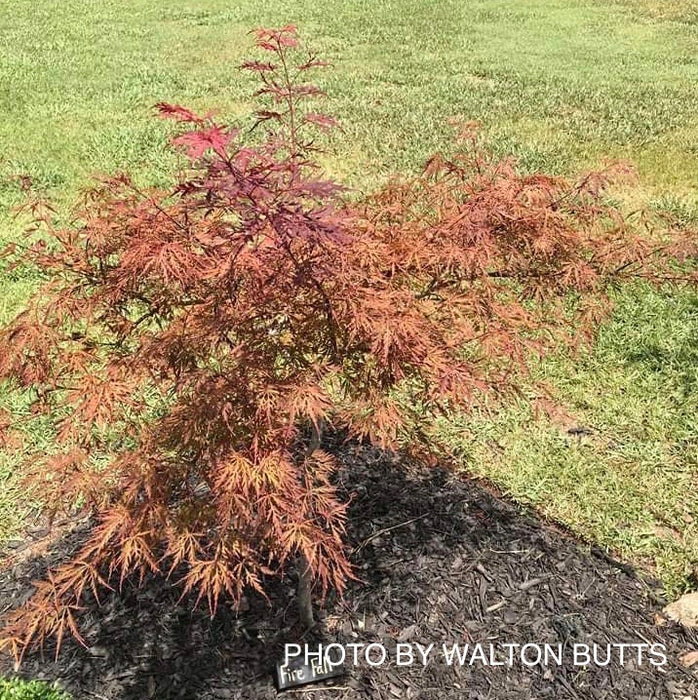 Acer palmatum 'Firefall' Weeping Red Japanese Maple